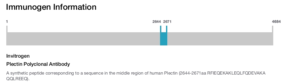 Plectin Polyclonal Antibody