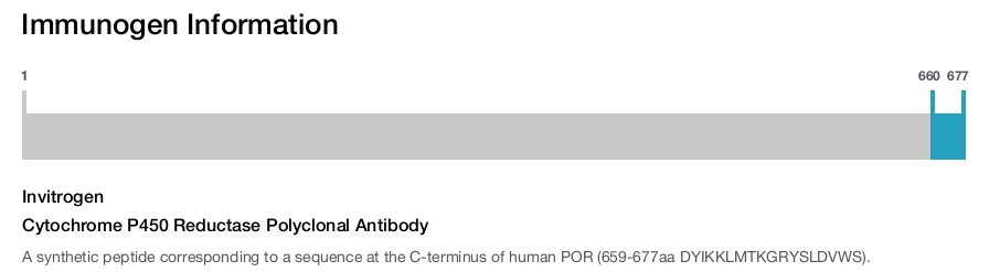 Cytochrome P450 Reductase Polyclonal Antibody