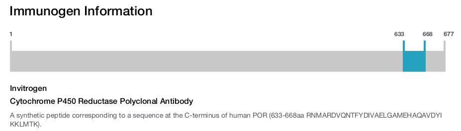 Cytochrome P450 Reductase Polyclonal Antibody