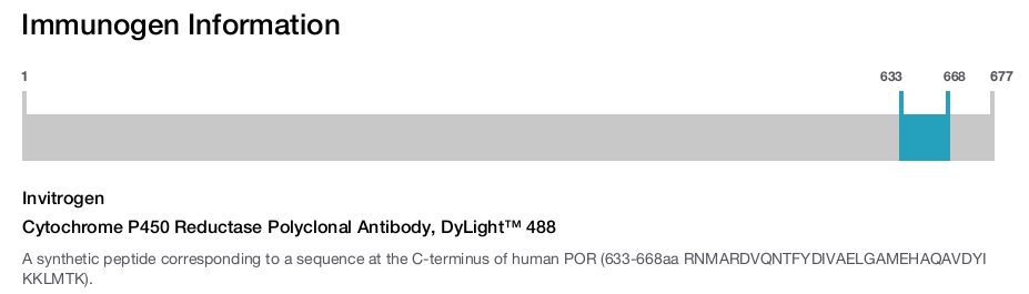 Cytochrome P450 Reductase Polyclonal Antibody, DyLight™ 488