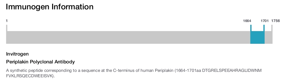 Periplakin Polyclonal Antibody