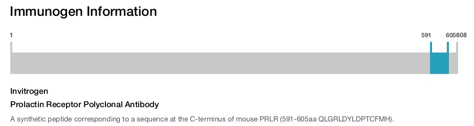 Prolactin Receptor Polyclonal Antibody