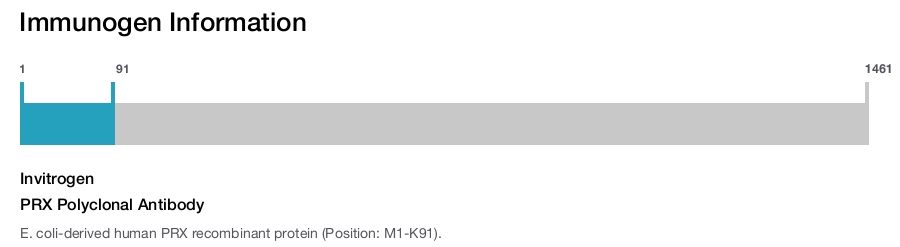 PRX Polyclonal Antibody