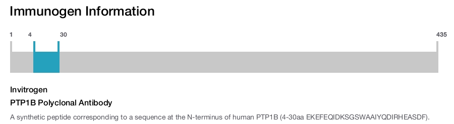 PTP1B Polyclonal Antibody