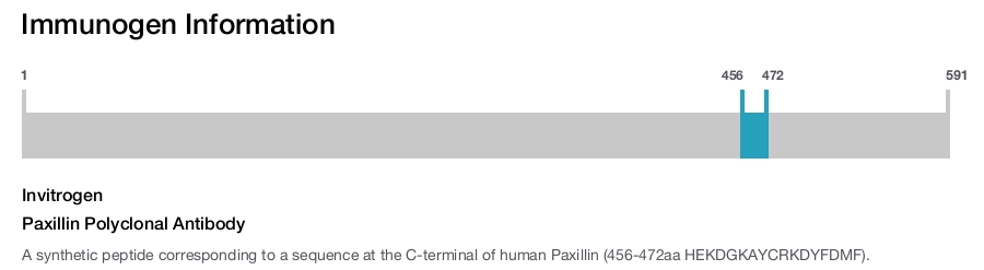 Paxillin Polyclonal Antibody
