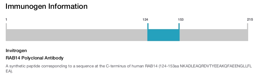 RAB14 Polyclonal Antibody