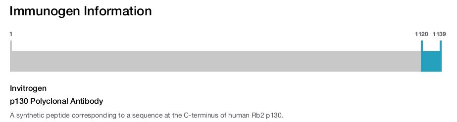 p130 Polyclonal Antibody