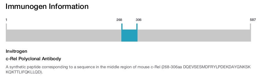 c-Rel Polyclonal Antibody