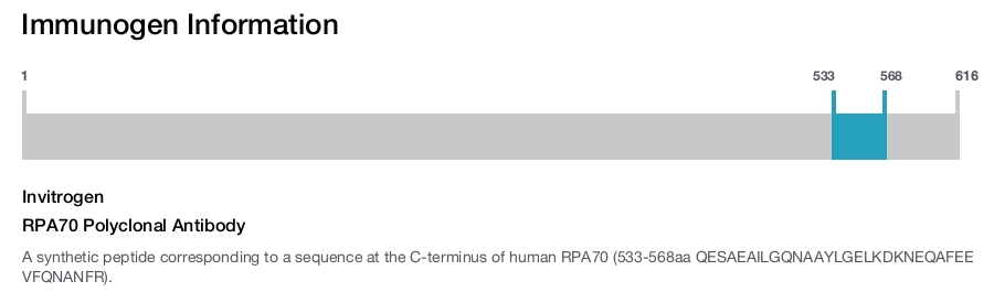 RPA70 Polyclonal Antibody