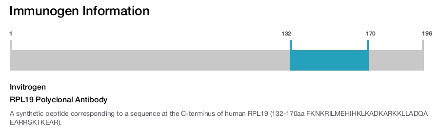 RPL19 Polyclonal Antibody
