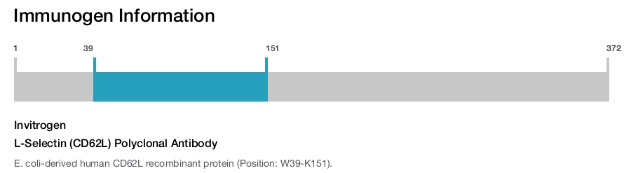 L-Selectin (CD62L) Polyclonal Antibody