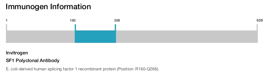 SF1 Polyclonal Antibody