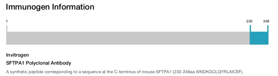 SFTPA1 Polyclonal Antibody