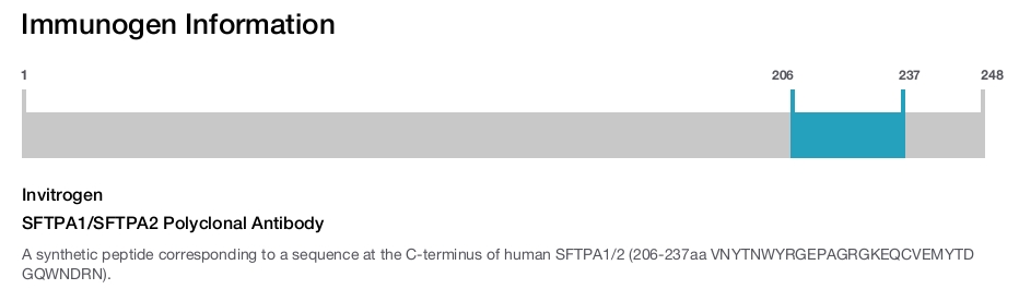 SFTPA1/SFTPA2 Polyclonal Antibody