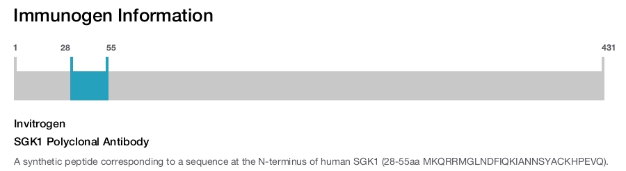 SGK1 Polyclonal Antibody