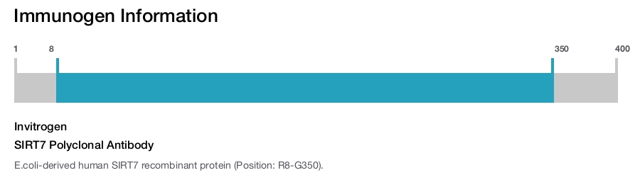 SIRT7 Polyclonal Antibody
