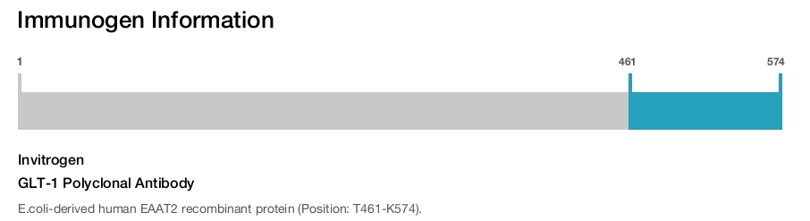 GLT-1 Polyclonal Antibody