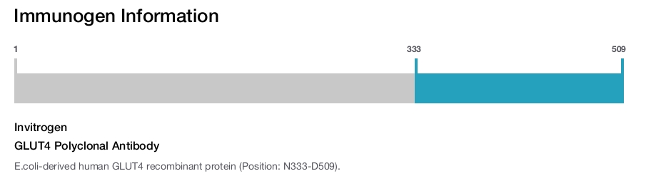 GLUT4 Polyclonal Antibody