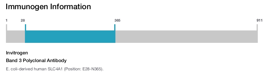 Band 3 Polyclonal Antibody