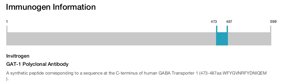 GAT-1 Polyclonal Antibody