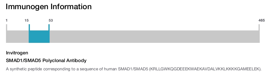 SMAD1/SMAD5 Polyclonal Antibody