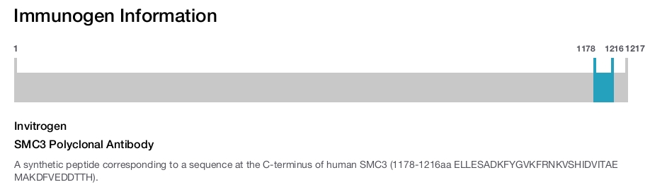 SMC3 Polyclonal Antibody