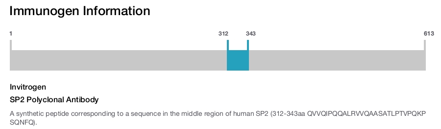 SP2 Polyclonal Antibody