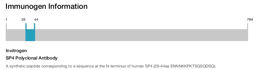 SP4 Polyclonal Antibody
