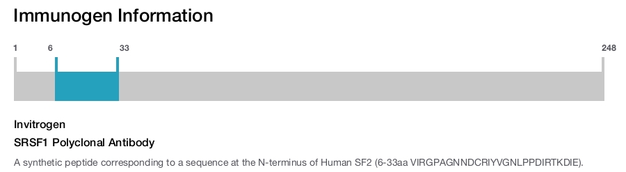 SRSF1 Polyclonal Antibody