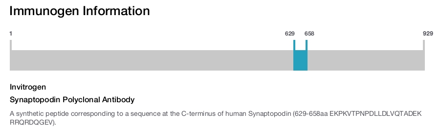Synaptopodin Polyclonal Antibody