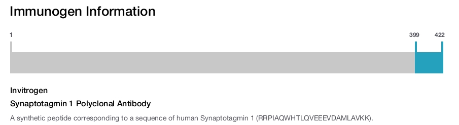Synaptotagmin 1 Polyclonal Antibody