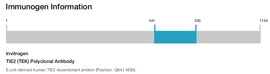 TIE2 (TEK) Polyclonal Antibody