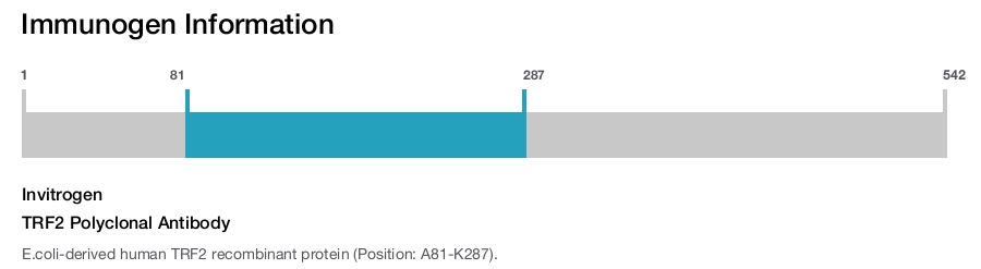 TRF2 Polyclonal Antibody