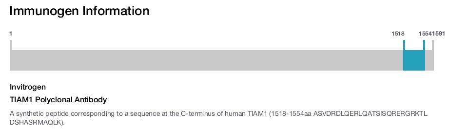 TIAM1 Polyclonal Antibody