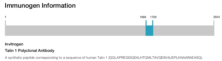Talin 1 Polyclonal Antibody