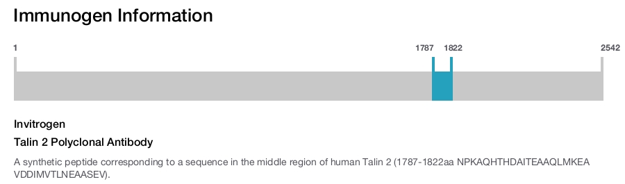 Talin 2 Polyclonal Antibody