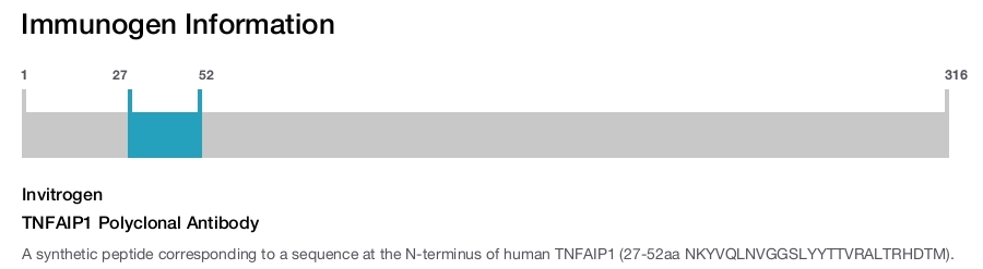 TNFAIP1 Polyclonal Antibody