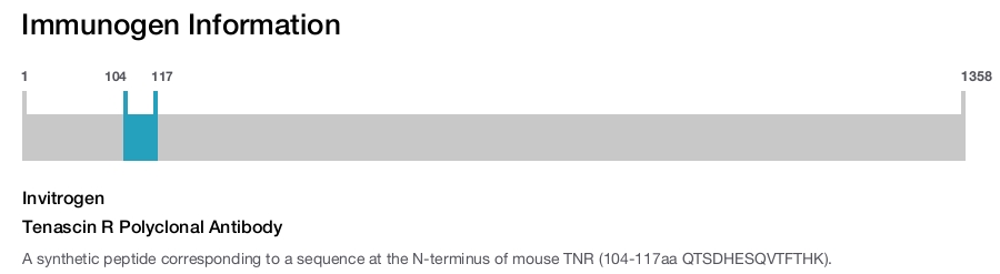 Tenascin R Polyclonal Antibody