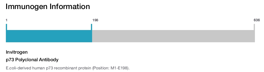 p73 Polyclonal Antibody