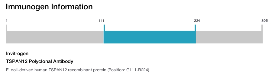 TSPAN12 Polyclonal Antibody