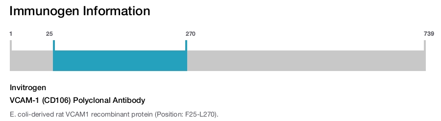 VCAM-1 (CD106) Polyclonal Antibody