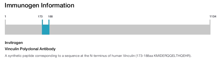 Vinculin Polyclonal Antibody
