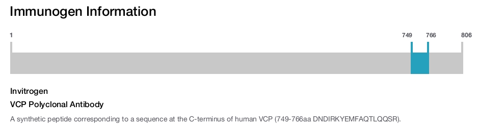 VCP Polyclonal Antibody