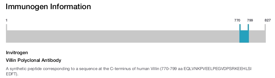 Villin Polyclonal Antibody