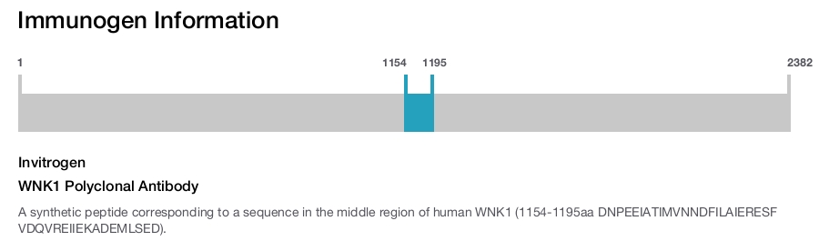 WNK1 Polyclonal Antibody
