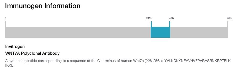 WNT7A Polyclonal Antibody