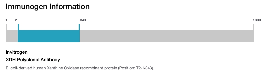 XDH Polyclonal Antibody