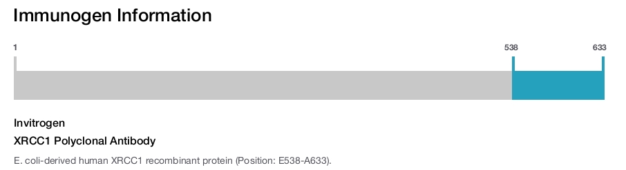 XRCC1 Polyclonal Antibody