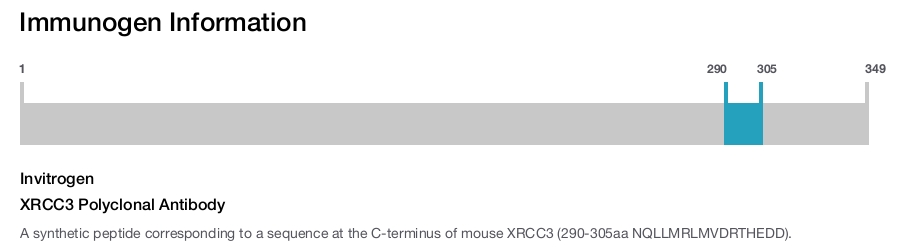 XRCC3 Polyclonal Antibody
