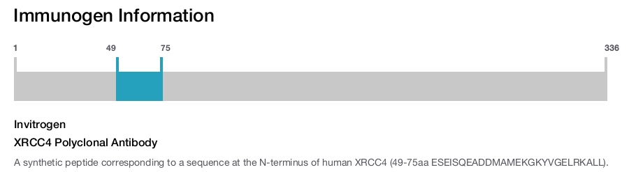 XRCC4 Polyclonal Antibody
